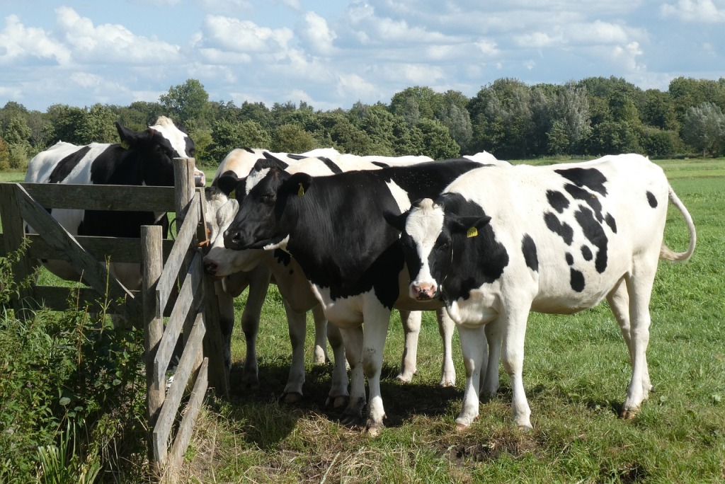 foto van koeien in de wei